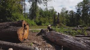 How Our Tree Care Process Works  in  Willow Grove, TX