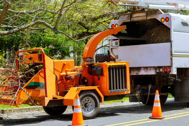 Trusted Willow Grove, TX Tree Services Experts