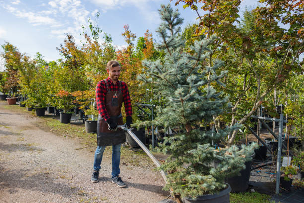 Best Tree Mulching  in Willow Grove, TX